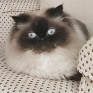 Meet your Posher, Tessa